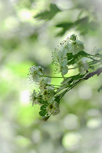 Weissdornblüte by elio-photoart