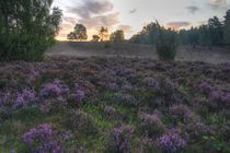 Lüneburger Heide Blumen von Dmytro Oleiynyk