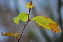 autumn leaves... 7 by loewenherz-artwork