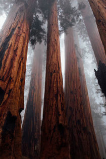 Redwoods - riesige Bäume by cgstudios