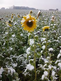 Sonnenblumen im Schnee von Andrea Meister