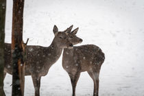 Rehe im winterlichen Harz von Andreas Levi