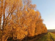 Herbstspaziergang von rosenlady