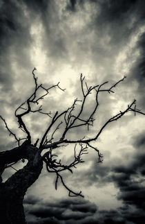 Dark Tree of Night von John Williams