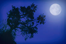 Moonlight Dreams in Blue von John Williams