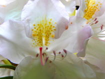 Orchidee von Cornelia Greinke