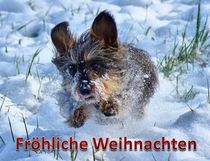 Weihnachtspostkarte Zwergrauhhaardackel im Winter von kattobello