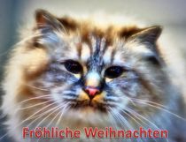 Weihnachtspostkarte Katze by kattobello