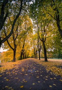 Autumn in the park by Nuno Borges