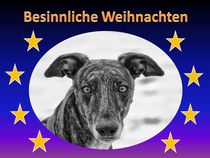 Weihnachtspostkarte Galgo Espaniol Portrait von kattobello