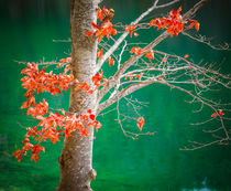 Herbstkontraste by Alexander Dorn