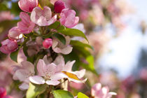 Blooming apple tree by studioflara