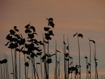 Herbstzeitlose von Betti Caspar