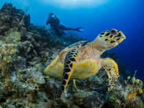 Turtle on the Reef by Sascha Caballero