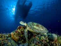 Turtle on the Reef by Sascha Caballero