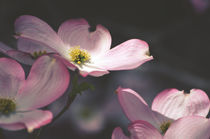 Pink Dogwood Flowers von Karen Black