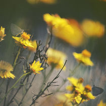 Among the Wild Daisies von Karen Black