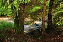 Kleiner Bach im Wald von Claudia Evans