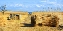 Reet-Ernte am Saaler Bodden by gscheffbuch