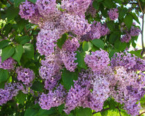 Lilacs Pt. 2 von Dawn Siegler