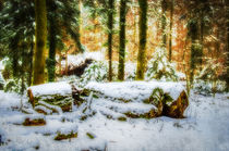 Ruhe im Winterwald by Nicc Koch