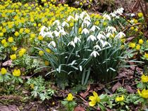 Frühlingsboten im Garten : Schneeglöckchen und Winterlinge by assy