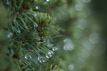 spruce bokeh by studioflara