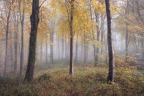 Autumnal Hooke von Chris Frost
