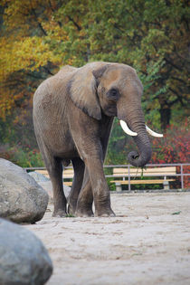 African Elephant  by Ruth Klapproth