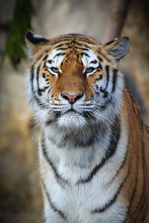 Majestic Tiger von Ruth Klapproth