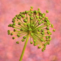 Allium in pink von Christina Sillèn