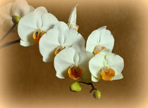 Orchidee Phalaenopsis von Iris Heuer