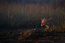 Early morning fox von Dave Milnes