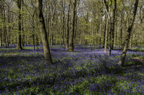 Bluebells Coxsetters Wood von Jim Hellier