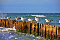 Möwen auf Buhnen - Seagulls on groynes von Thomas Klee