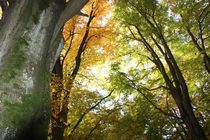 Herbstwald von Angelika Keller