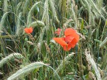 Mohn am Feldrand by Angelika Keller