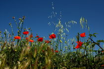 Mohn und Getreide by Iris Heuer