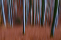 Blurred autumn forest by Thomas Matzl