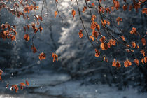 Winterparadies am Flusslauf von elio-photoart