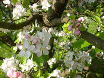 Apfelblüten by rosi-hainz