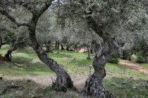 'Olivenbäume' by Iris Heuer