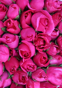 Roses von Tricia Rabanal