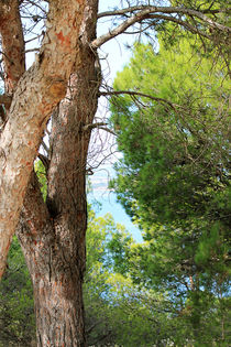 Waldspaziergang in Sète von Birgit Wagner