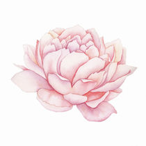 Pink Peony Watercolor  von zapista