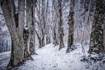 Lindenallee bei Inzigkofen im Winter - Naturpark Obere Donau by Christine Horn