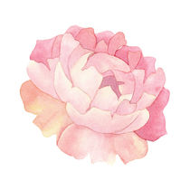 Peony Watercolor von zapista