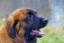 Leonberger 2 by kattobello