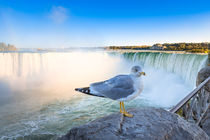 Möwe an den Niagarafällen - Seagull at the Niagara Falls by Wolfgang Gürth