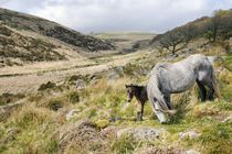 Dartmoor ponies at Wistman's Wood by David Lyons